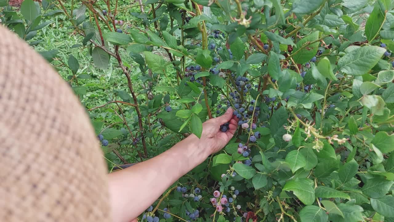 Vaccinium corymbosum。在田间采摘蓝莓，挑选成熟的浆果视频下载