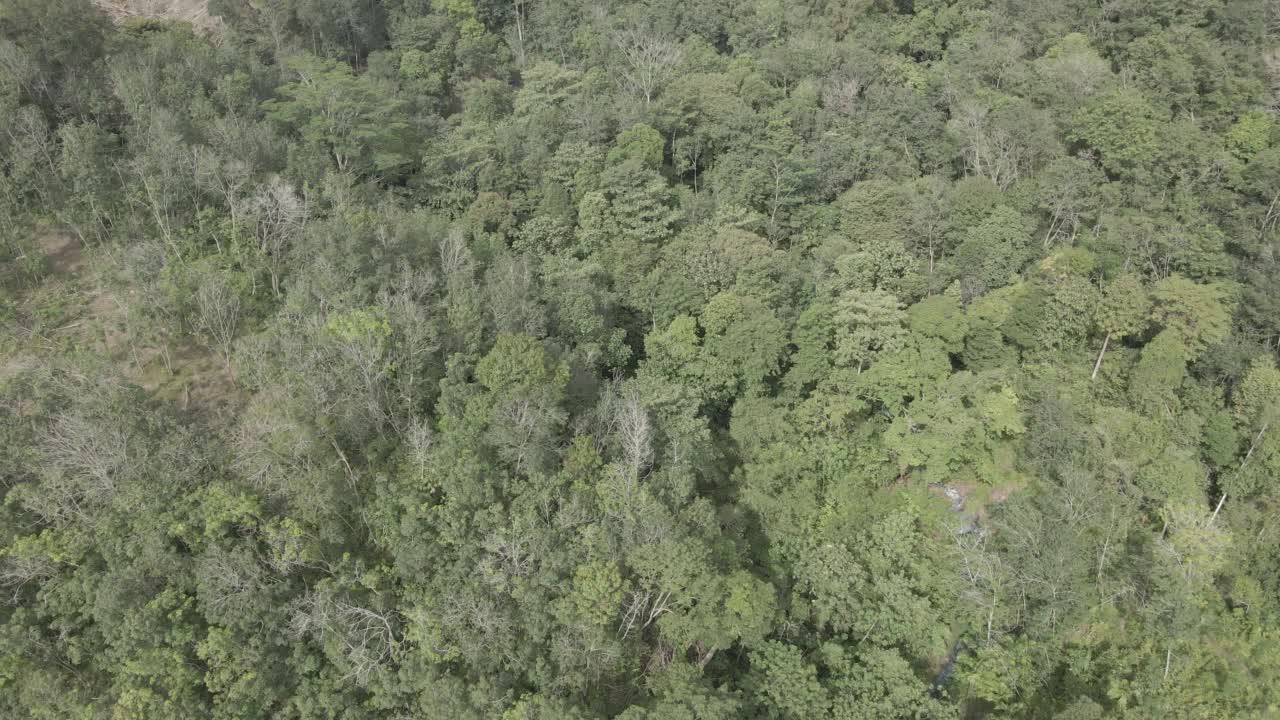 森林中央的无人机录像视频下载