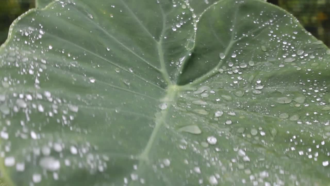 雨滴落在芋头的叶子上视频素材