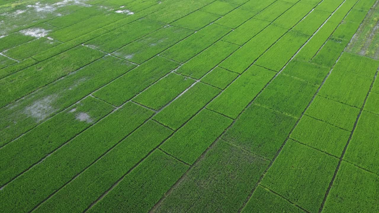 受雨季洪水影响的稻田或农业地区的鸟瞰图。滂沱大雨和洪水淹没农田后泛滥的河流俯视图。视频素材