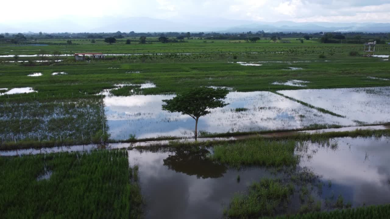 受雨季洪水影响的稻田或农业地区的鸟瞰图。滂沱大雨和洪水淹没农田后泛滥的河流俯视图。视频素材