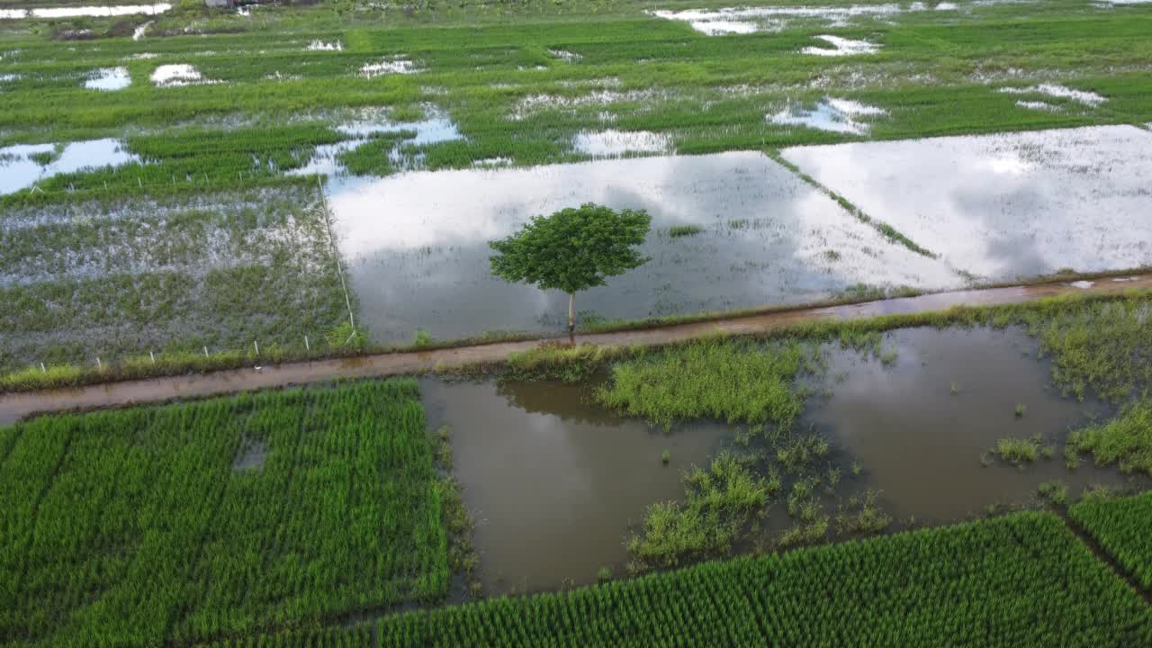 受雨季洪水影响的稻田或农业地区的鸟瞰图。滂沱大雨和洪水淹没农田后泛滥的河流俯视图。视频素材