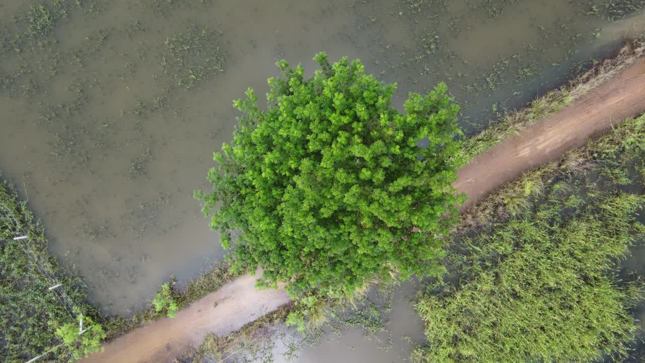 受雨季洪水影响的稻田或农业地区的鸟瞰图。滂沱大雨和洪水淹没农田后泛滥的河流俯视图。视频素材