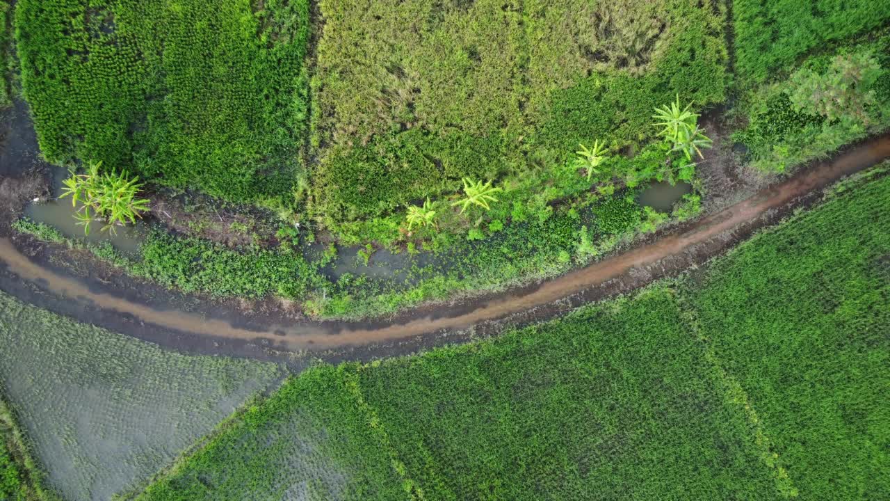 受雨季洪水影响的稻田或农业地区的鸟瞰图。滂沱大雨和洪水淹没农田后泛滥的河流俯视图。视频素材