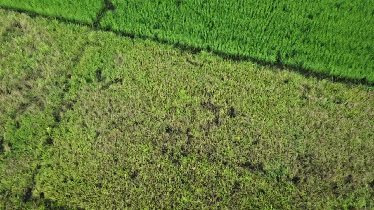 受雨季洪水影响的稻田或农业地区的鸟瞰图。滂沱大雨和洪水淹没农田后泛滥的河流俯视图。视频素材