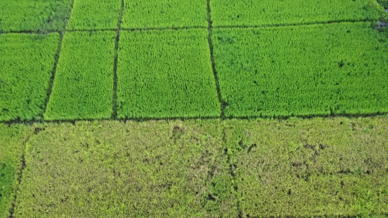 受雨季洪水影响的稻田或农业地区的鸟瞰图。滂沱大雨和洪水淹没农田后泛滥的河流俯视图。视频素材