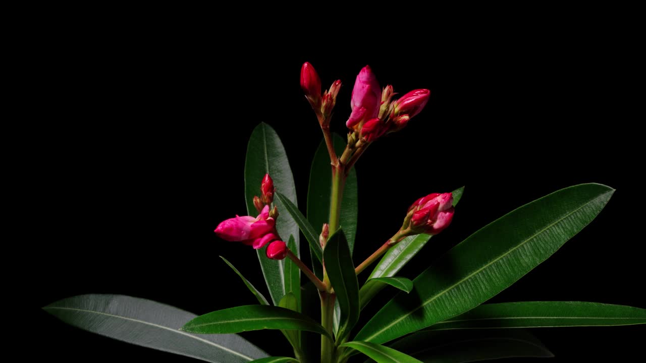 时间推移镜头组的夹竹桃花(也称为bunga jepun)花生长开花从花蕾到完全开花孤立在黑色背景，4k视频，近距离放大b卷拍摄。视频素材