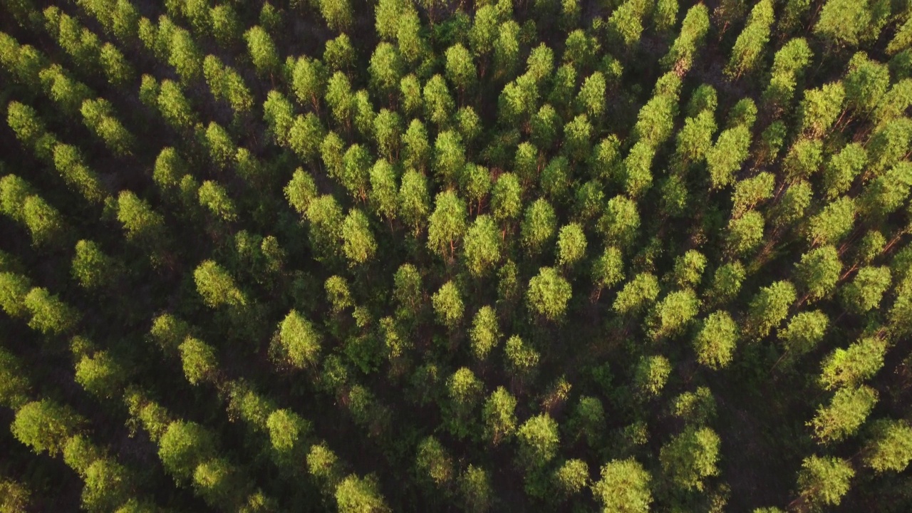 泰国桉树种植园的鸟瞰图。室外苗圃的种植区或农地俯视图。培养业务。自然景观背景。视频素材