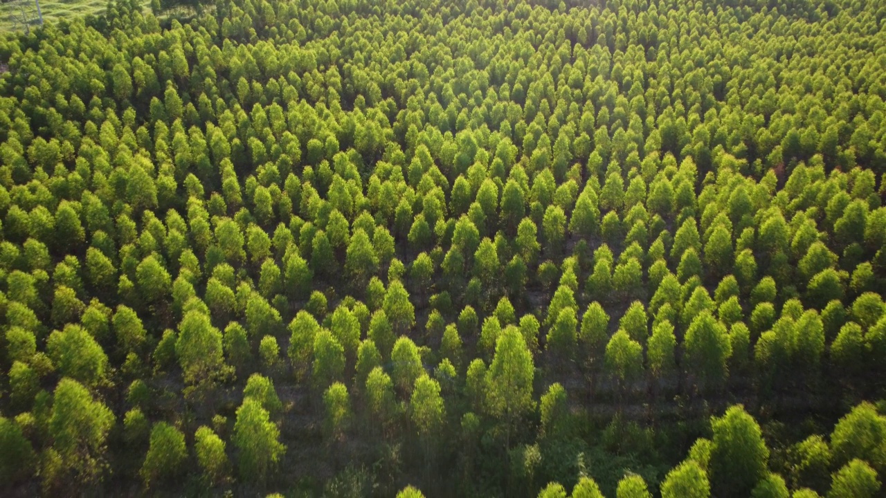 泰国桉树种植园的鸟瞰图。室外苗圃的种植区或农地俯视图。培养业务。自然景观背景。视频素材