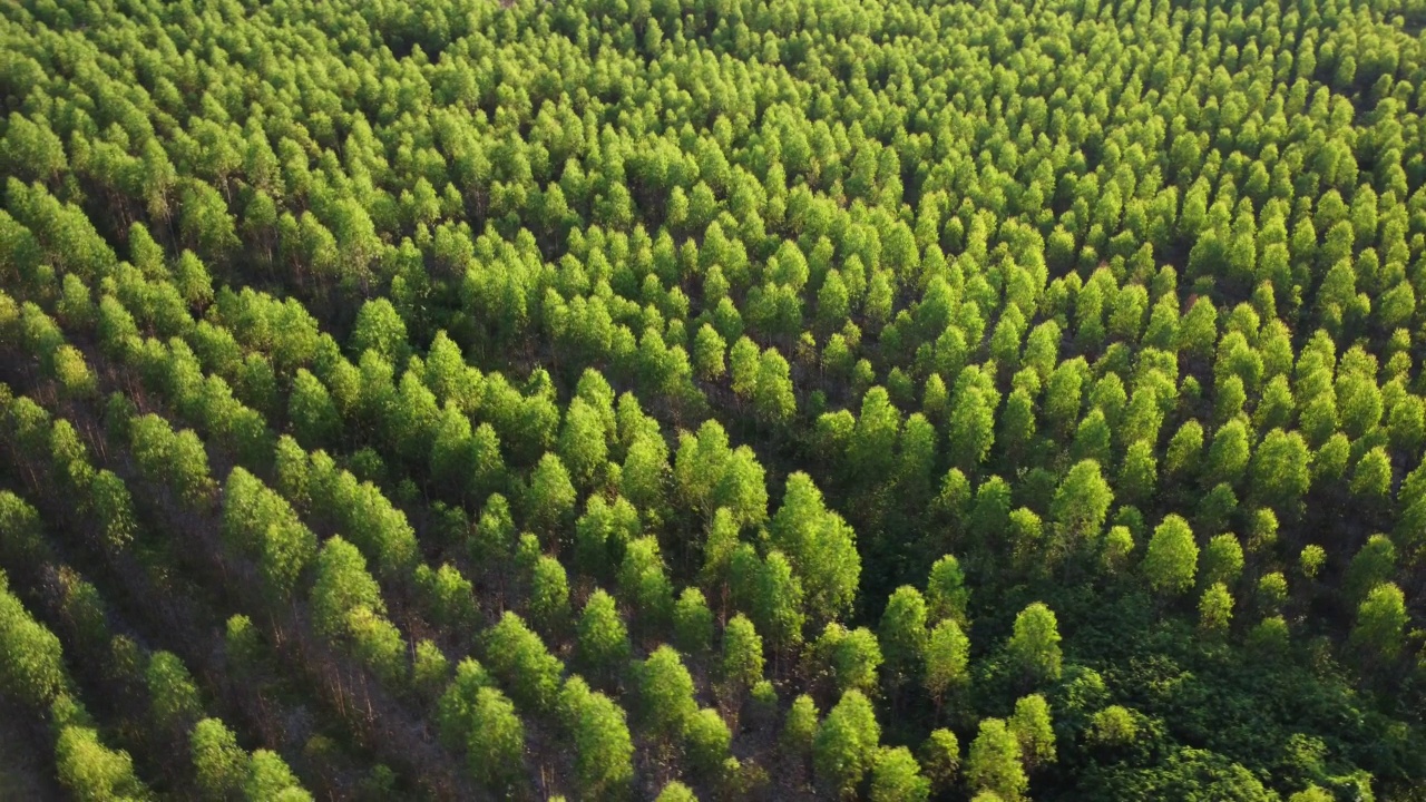 泰国桉树种植园的鸟瞰图。室外苗圃的种植区或农地俯视图。培养业务。自然景观背景。视频素材