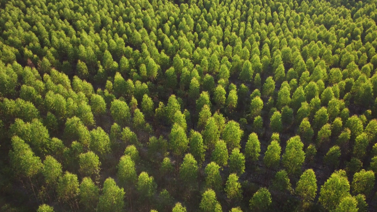 泰国桉树种植园的鸟瞰图。室外苗圃的种植区或农地俯视图。培养业务。自然景观背景。视频素材