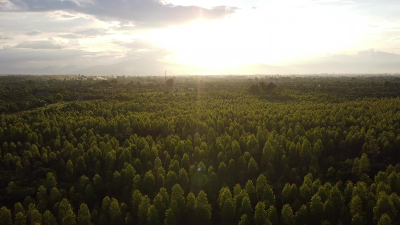 在温暖的傍晚阳光下，桉树种植园的鸟瞰图。室外苗圃的种植区或农地俯视图。培养业务。自然景观背景。视频素材