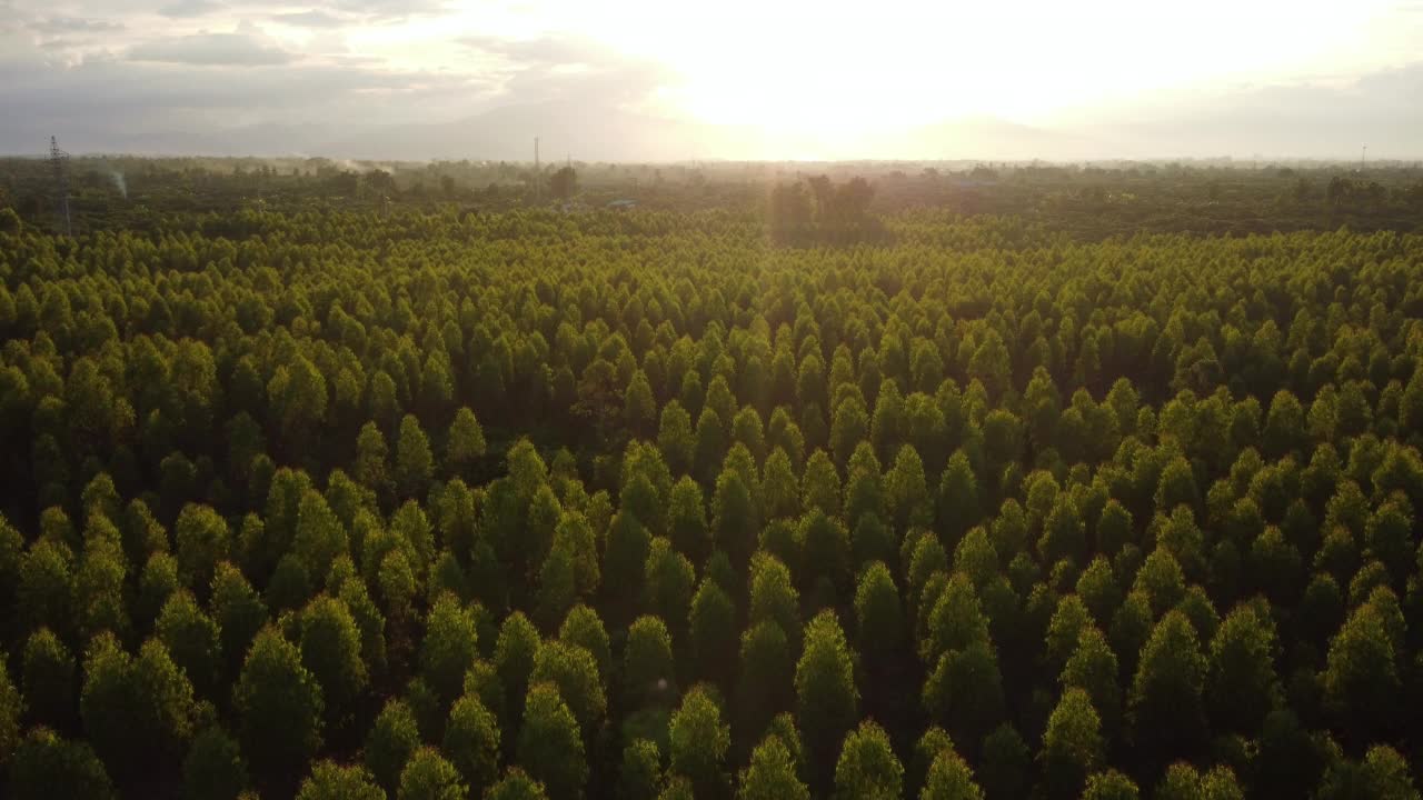 在温暖的傍晚阳光下，桉树种植园的鸟瞰图。室外苗圃的种植区或农地俯视图。培养业务。自然景观背景。视频素材