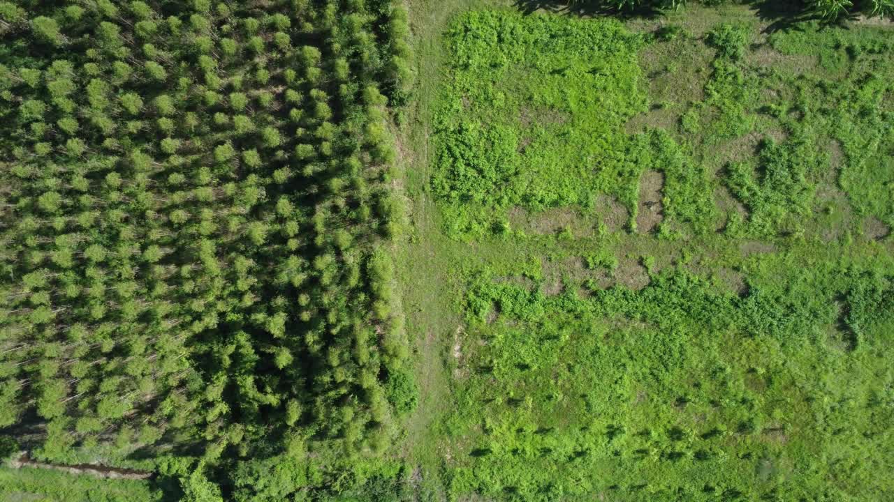 在温暖的傍晚阳光下，桉树种植园的鸟瞰图。室外苗圃的种植区或农地俯视图。培养业务。自然景观背景。视频素材