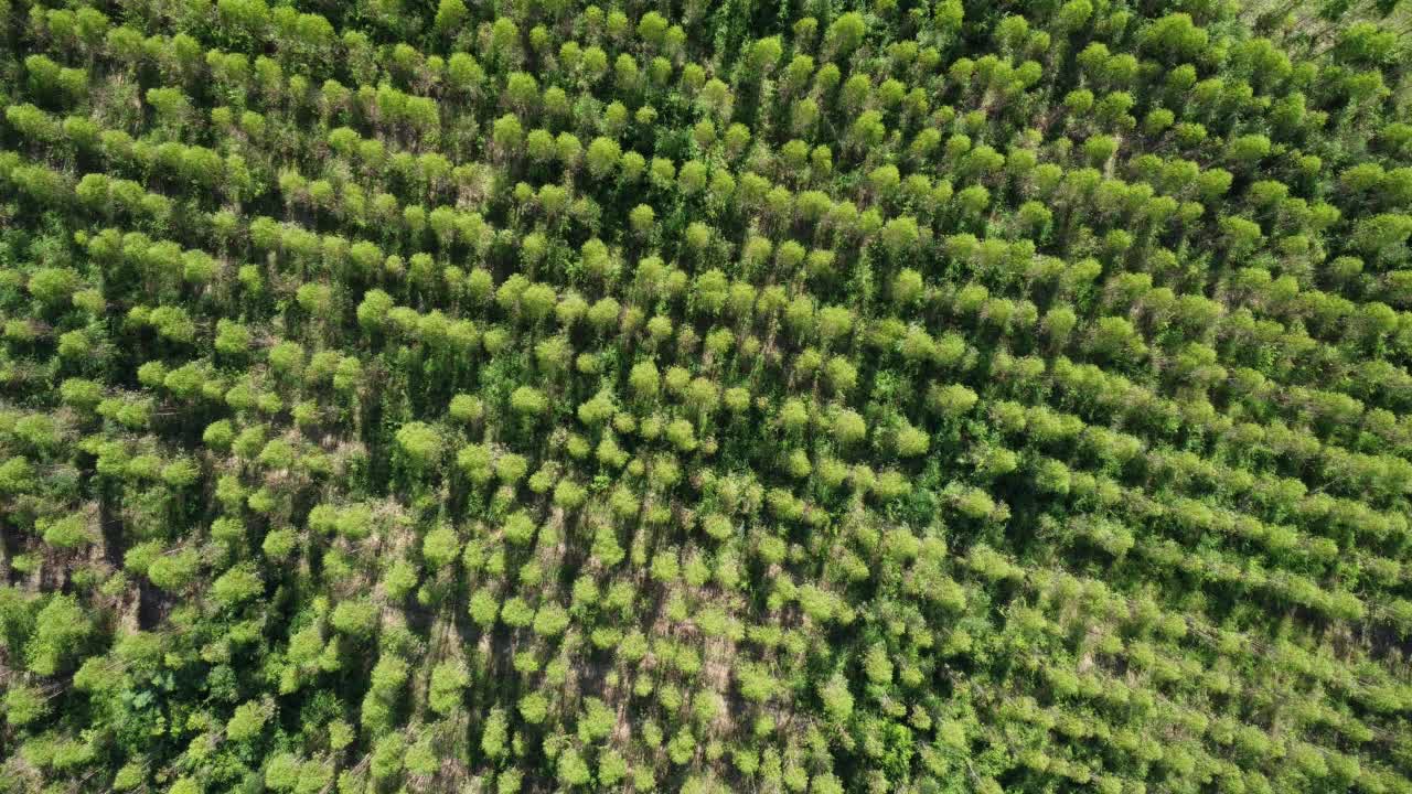 在温暖的傍晚阳光下，桉树种植园的鸟瞰图。室外苗圃的种植区或农地俯视图。培养业务。自然景观背景。视频素材