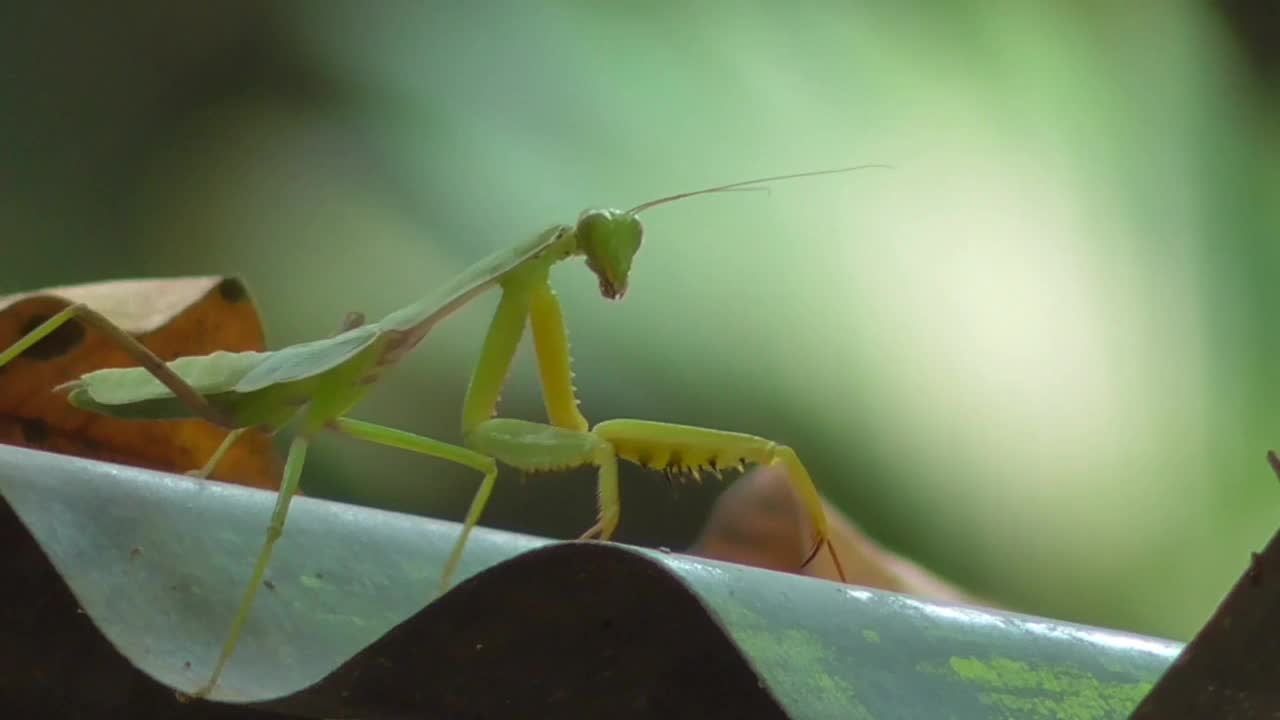 螳螂视频下载