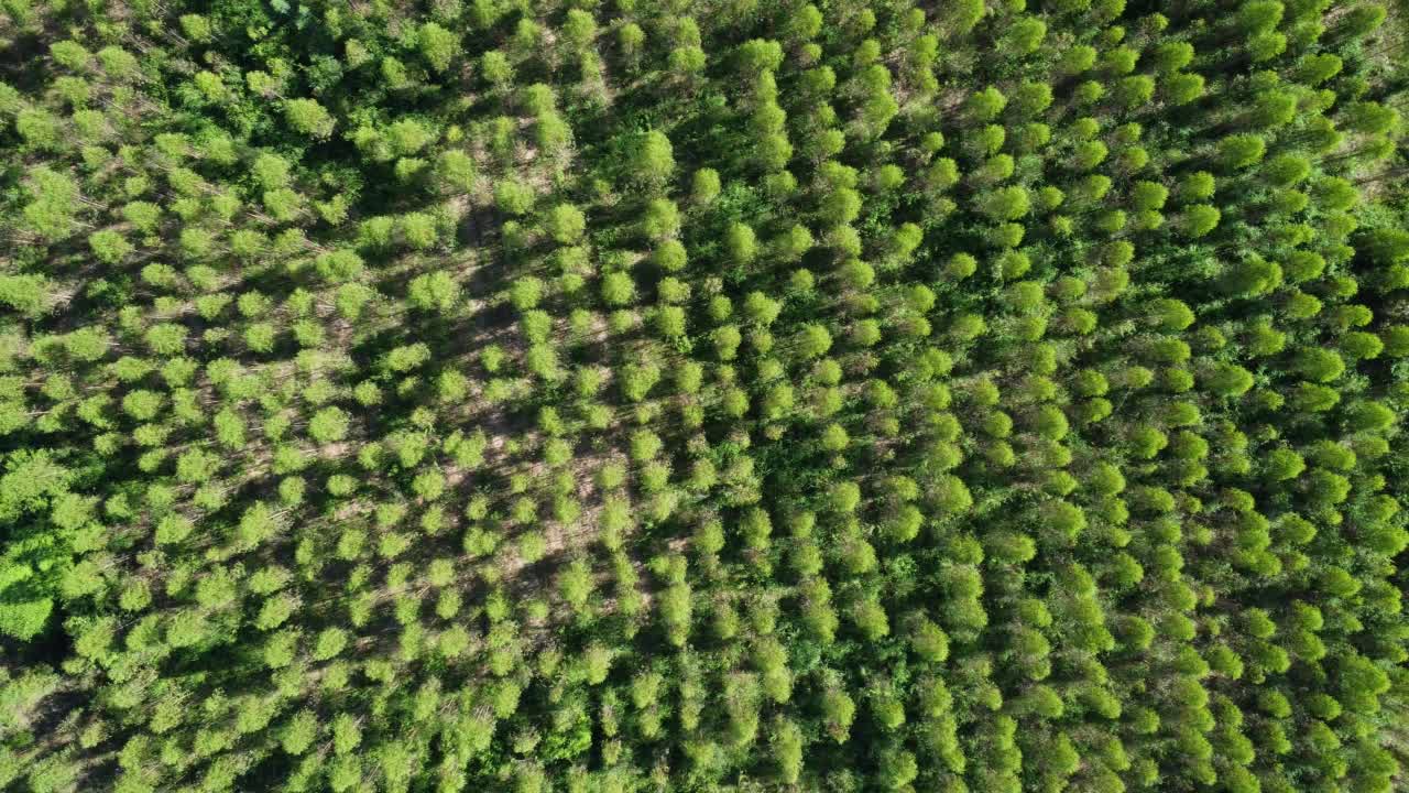 在温暖的傍晚阳光下，桉树种植园的鸟瞰图。室外苗圃的种植区或农地俯视图。培养业务。自然景观背景。视频素材