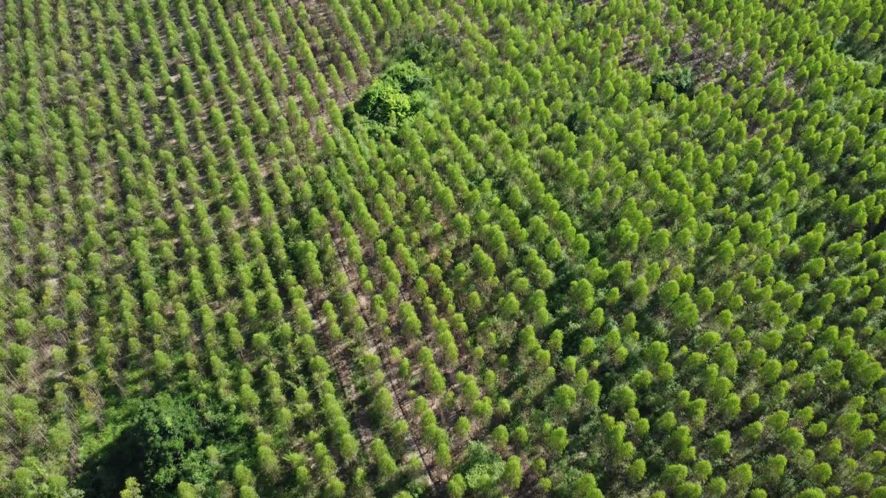 在温暖的傍晚阳光下，桉树种植园的鸟瞰图。室外苗圃的种植区或农地俯视图。培养业务。自然景观背景。视频素材