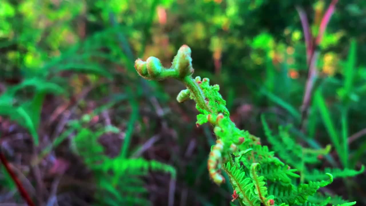 看起来美丽的热带植物正在森林里散步视频素材