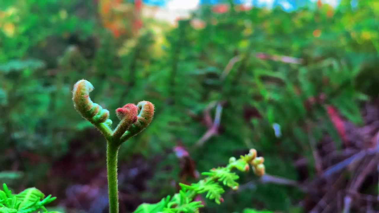 看起来美丽的热带植物正在森林里散步视频素材