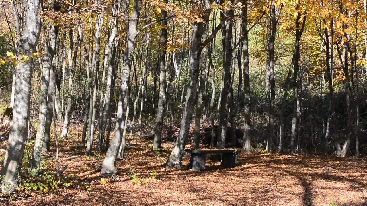 山林里美丽的秋日视频素材