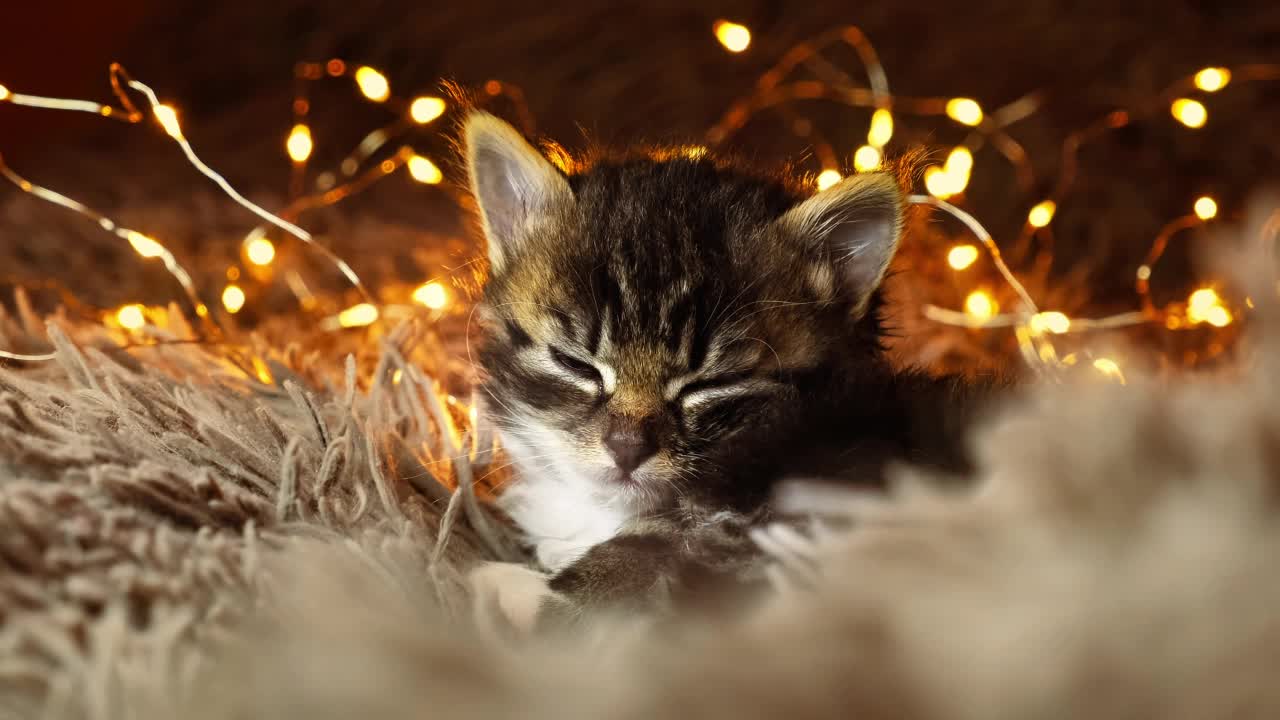 小灰虎斑猫躺着睡着了，看着摄像机在一个花环灯的背景。新年和圣诞节假期的时间氛围概念。可爱的小宠物。有趣的小猫。年轻的动物。视频素材