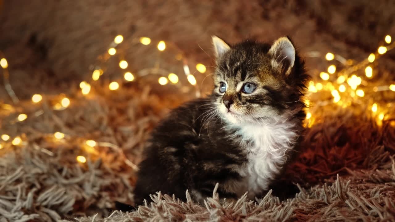 小灰虎斑猫躺着睡着了，看着摄像机在一个花环灯的背景。新年和圣诞节假期的时间氛围概念。可爱的小宠物。有趣的小猫。年轻的动物。特写镜头视频素材