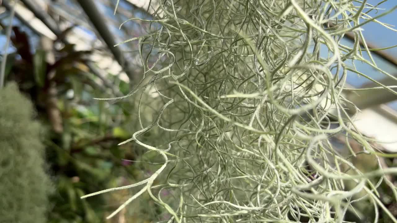 温室里的植物。克拉科夫植物园视频素材