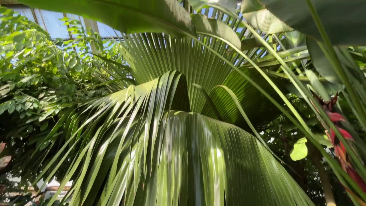 温室里的植物。克拉科夫植物园视频素材