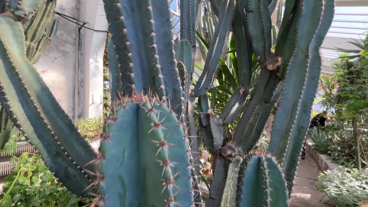 温室里的植物。克拉科夫植物园视频素材