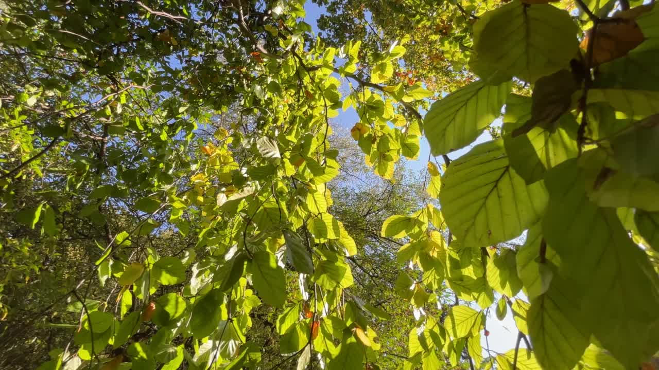 温室里的植物。克拉科夫植物园视频素材