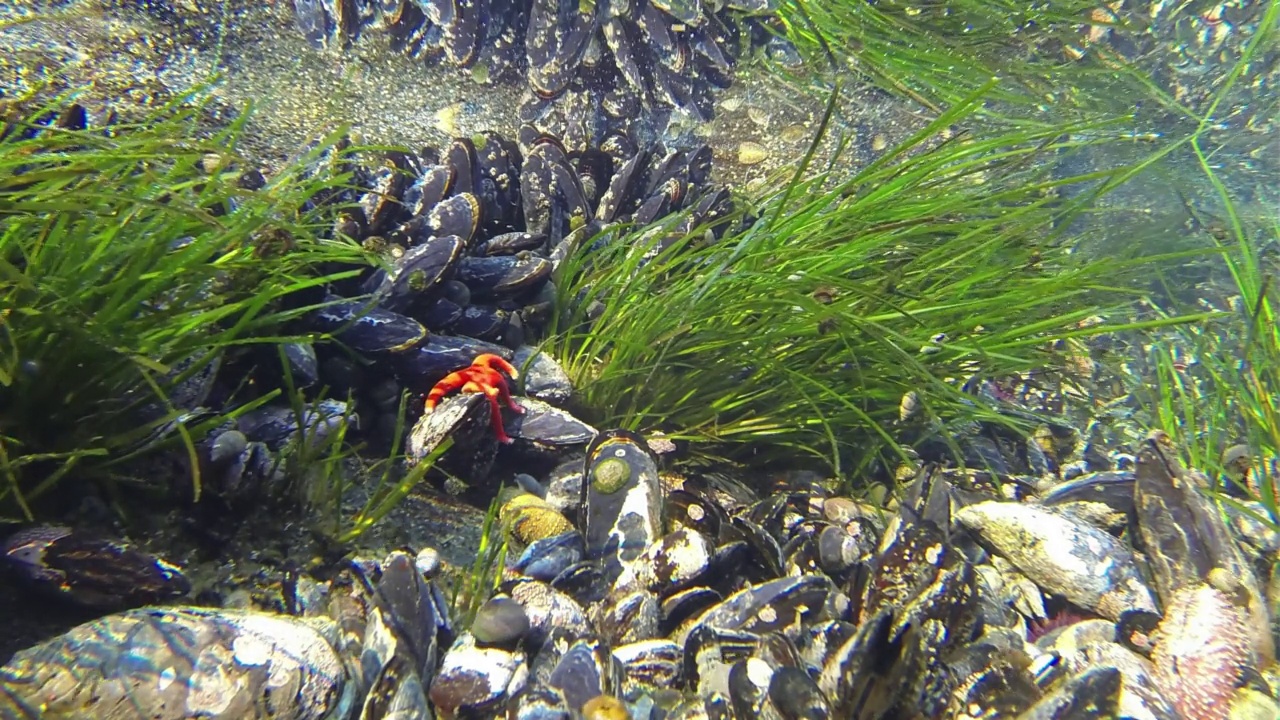 Tidepool里的海星视频素材