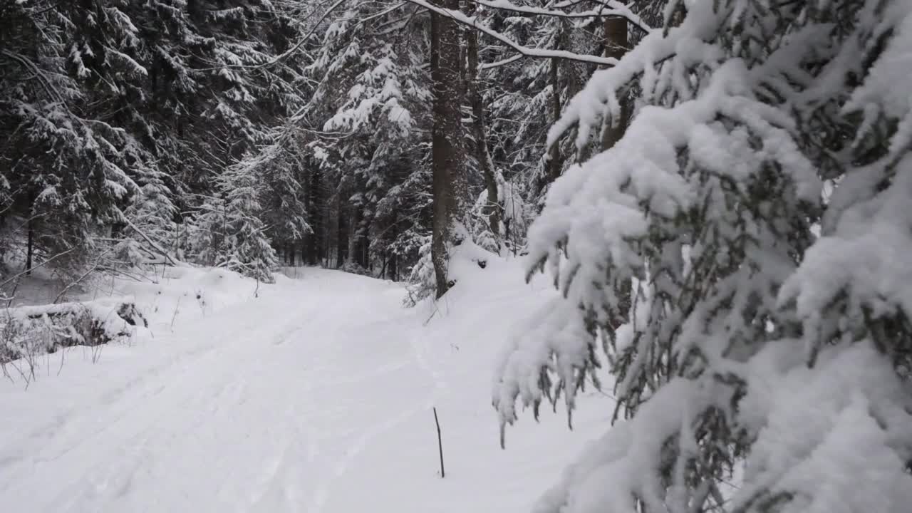 路在森林里，严冬后大雪纷飞视频素材