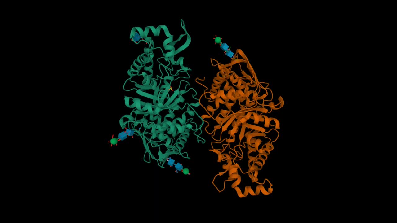 人-己糖氨基苷酶A的晶体结构视频素材