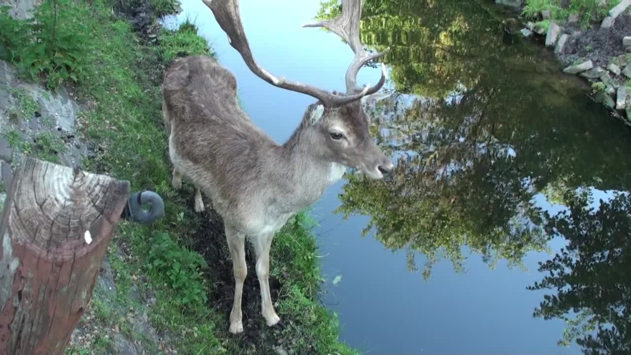 雄性鹿角，全高清视频，海牙，南荷兰，荷兰，欧洲视频素材