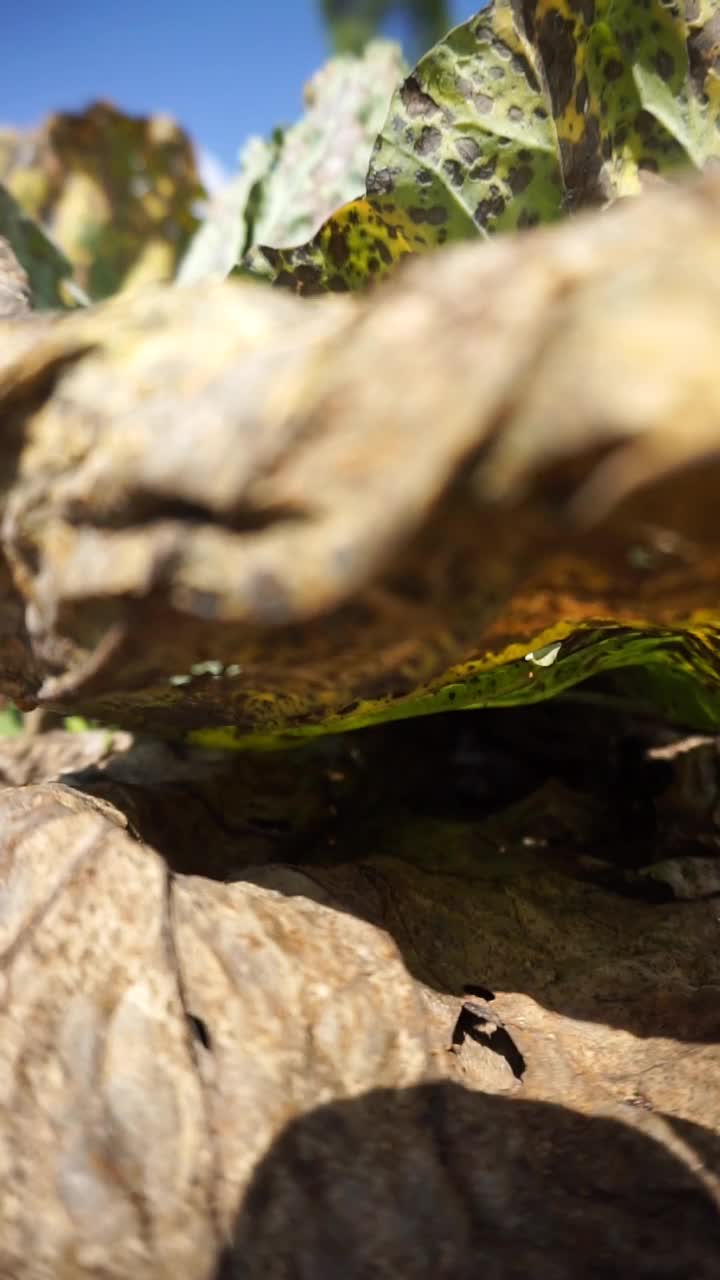 美丽的山地自然风光丘陵自然全景，有高大的绿树森林和绿色的山坡在多云的蓝天下视频素材