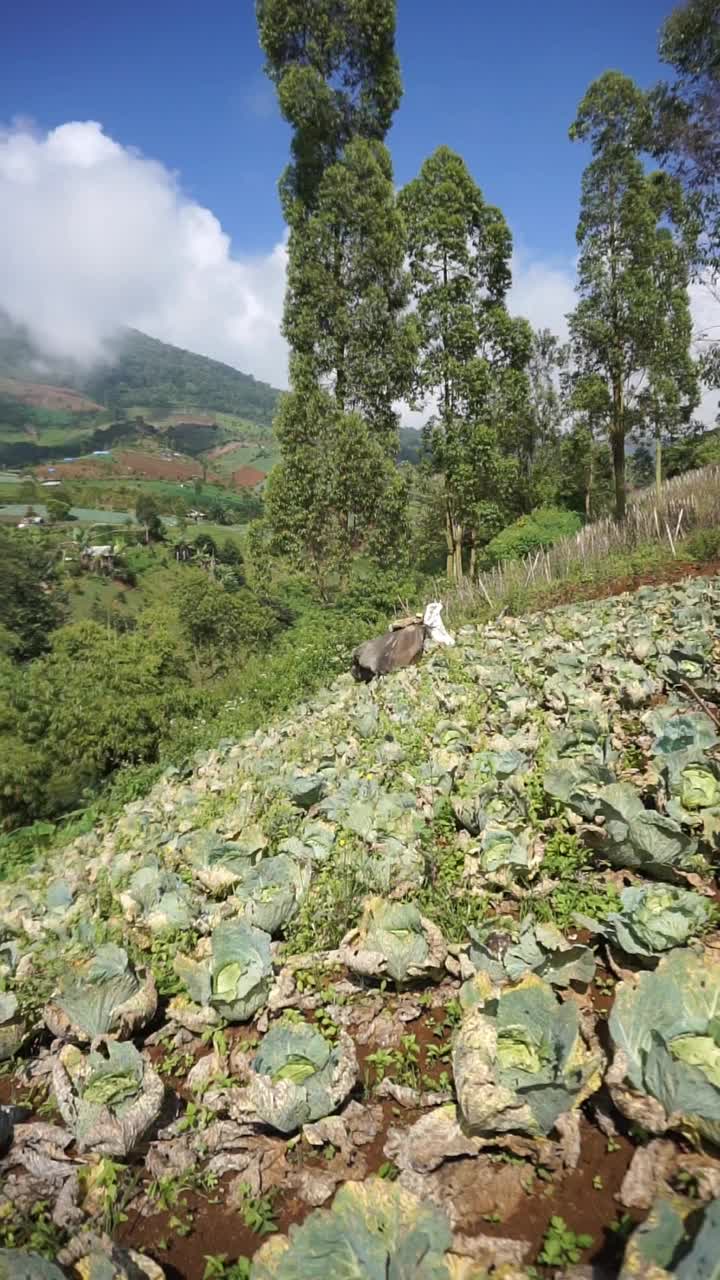 美丽的山地自然风光丘陵自然全景，有高大的绿树森林和绿色的山坡在多云的蓝天下视频素材