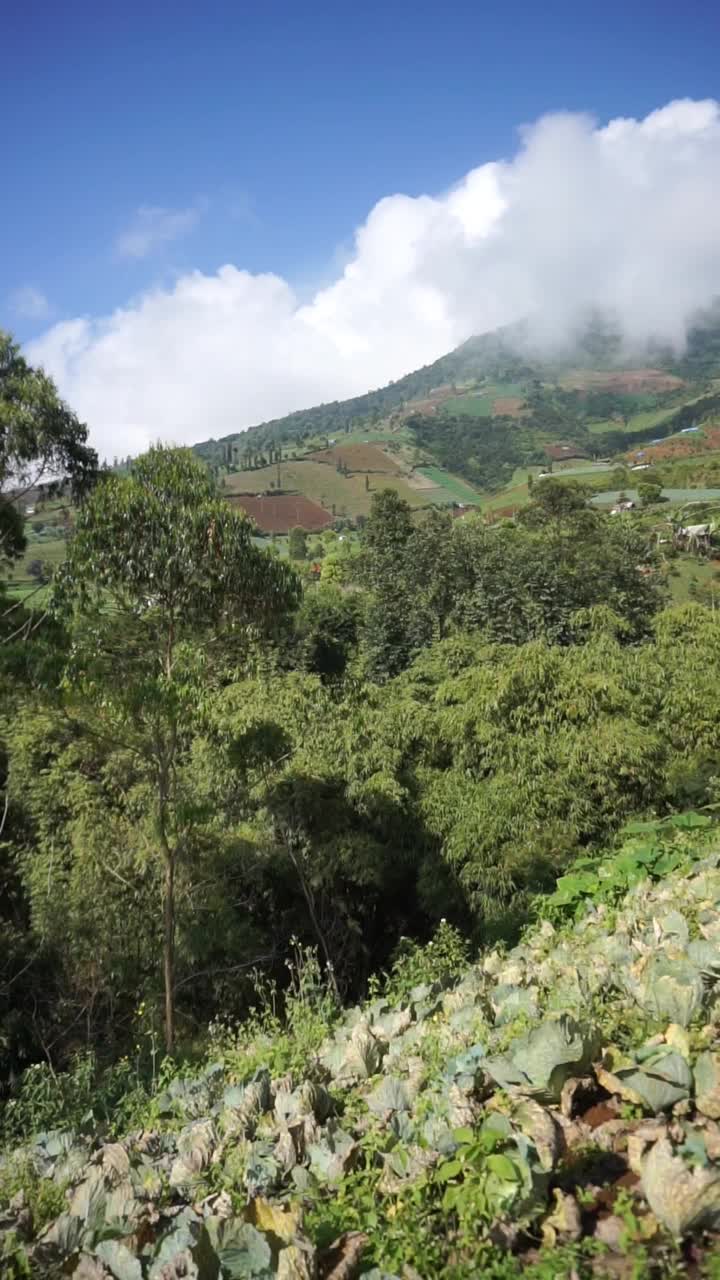 美丽的山地自然风光丘陵自然全景，有高大的绿树森林和绿色的山坡在多云的蓝天下视频素材