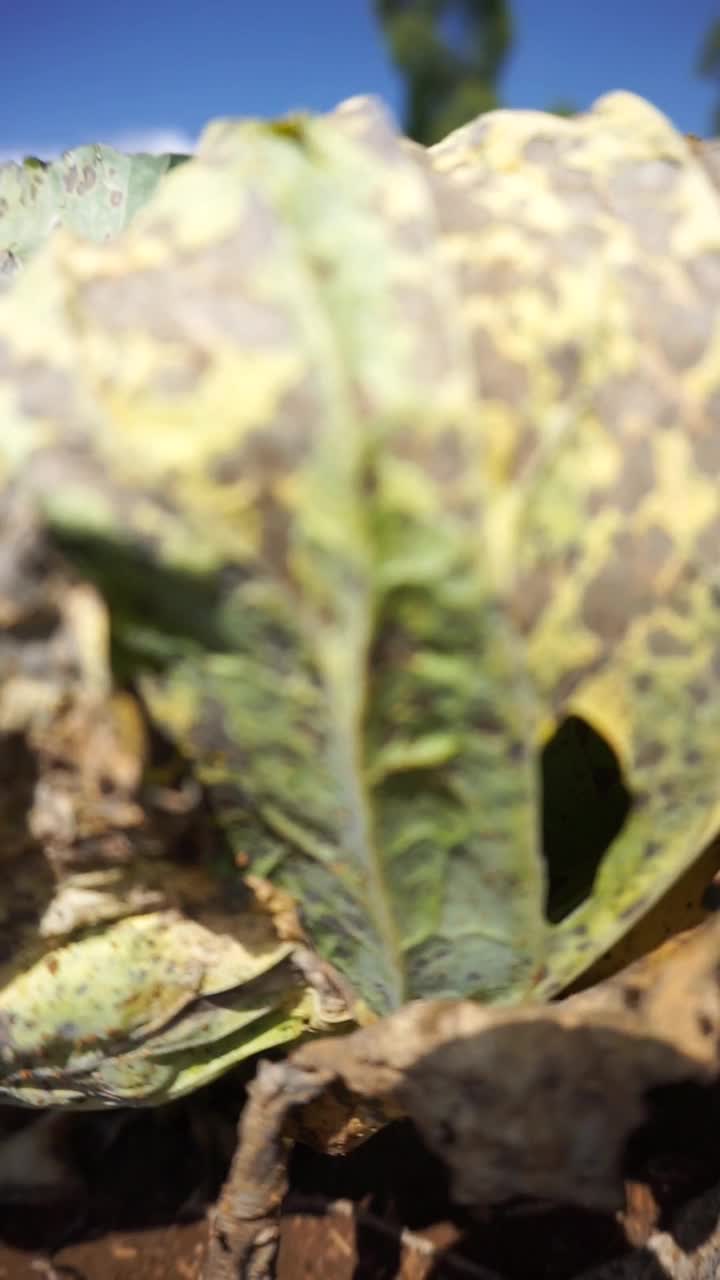 美丽的山地自然风光丘陵自然全景，有高大的绿树森林和绿色的山坡在多云的蓝天下视频素材