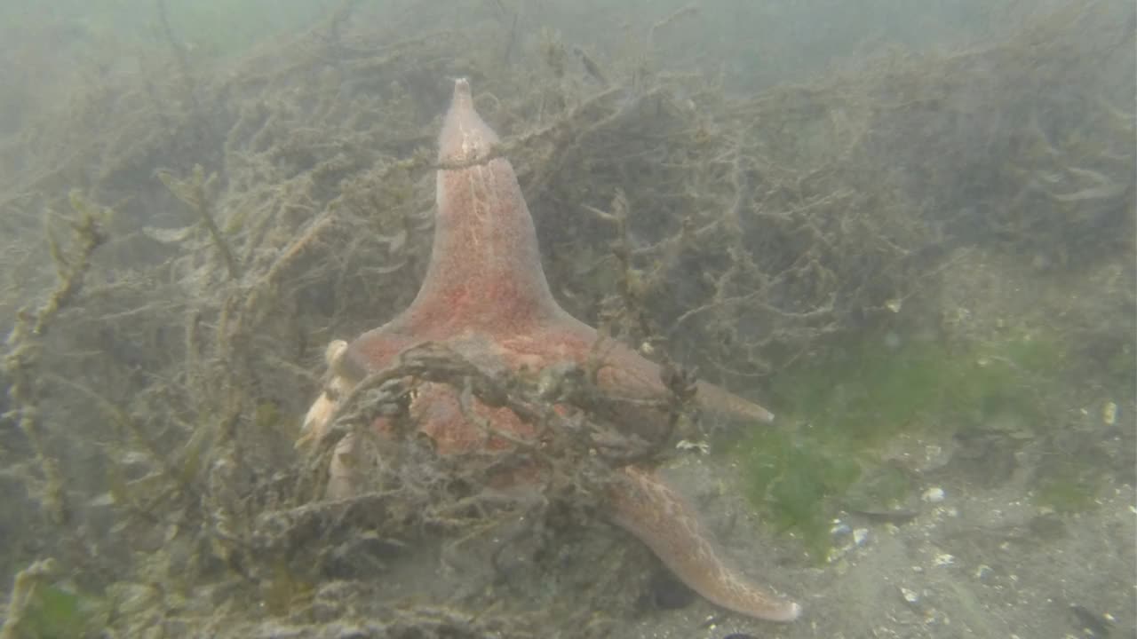 海星间隔拍摄视频素材