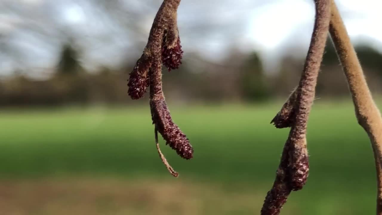 灰桤木-小枝，花蕾和年轻的雌球果视频素材