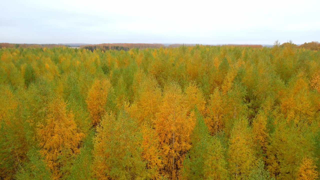 秋天森林多云天气，鸟瞰视频素材