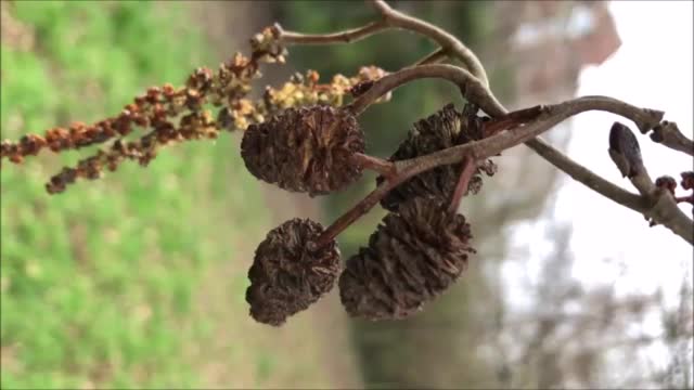 灰桤木-枝，小枝，雄花和雌果视频素材