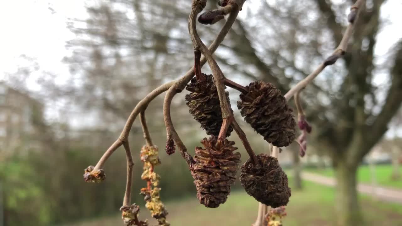 灰桤木-枝，小枝，雄花和雌果视频素材