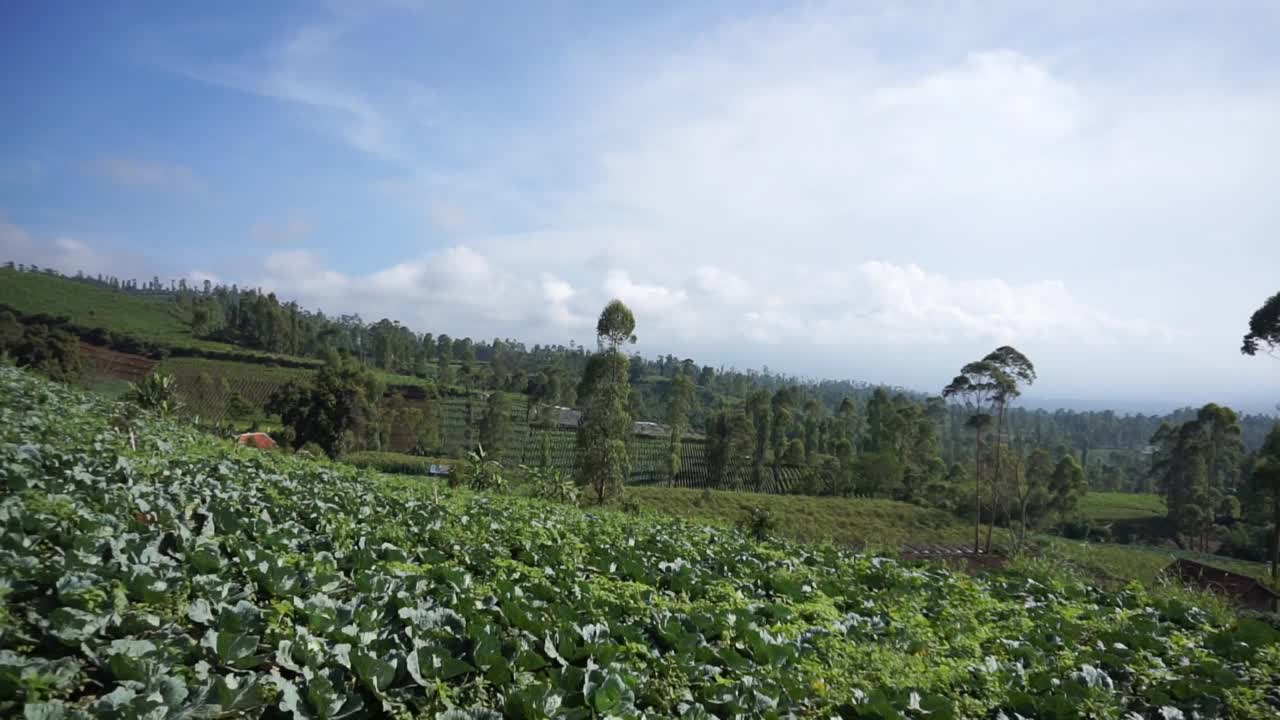 自然风光全景山自然，和森林视频素材