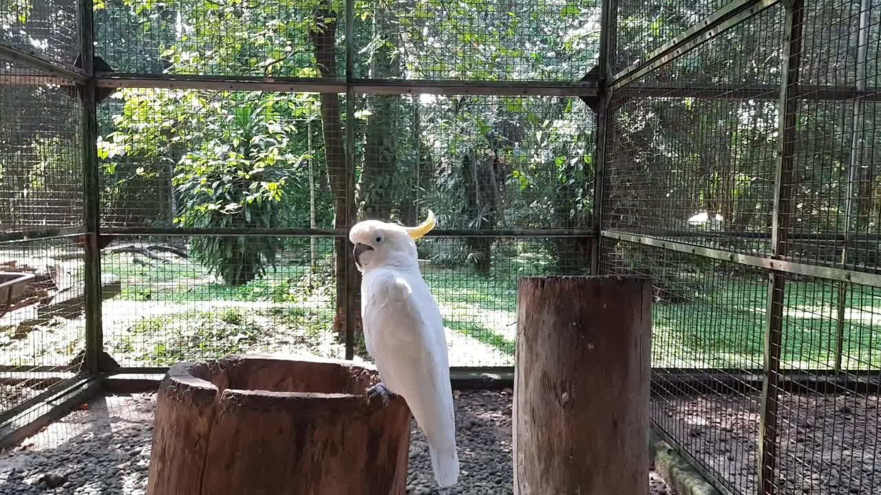 一只凤头鹦鹉在笼子里视频素材