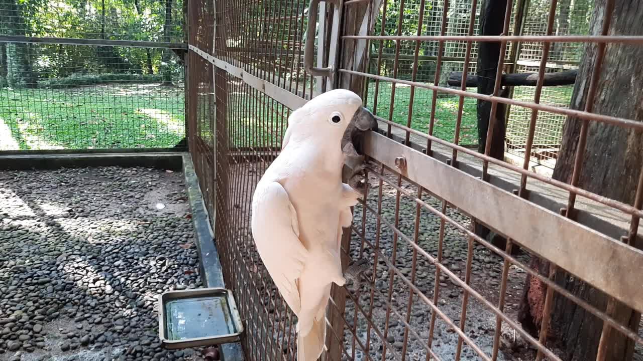 一只凤头鹦鹉在笼子里视频素材