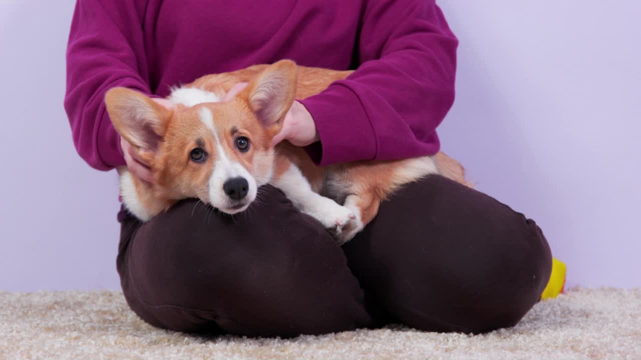 主人抱着柯基犬，在艰苦训练后按摩放松脖子视频素材