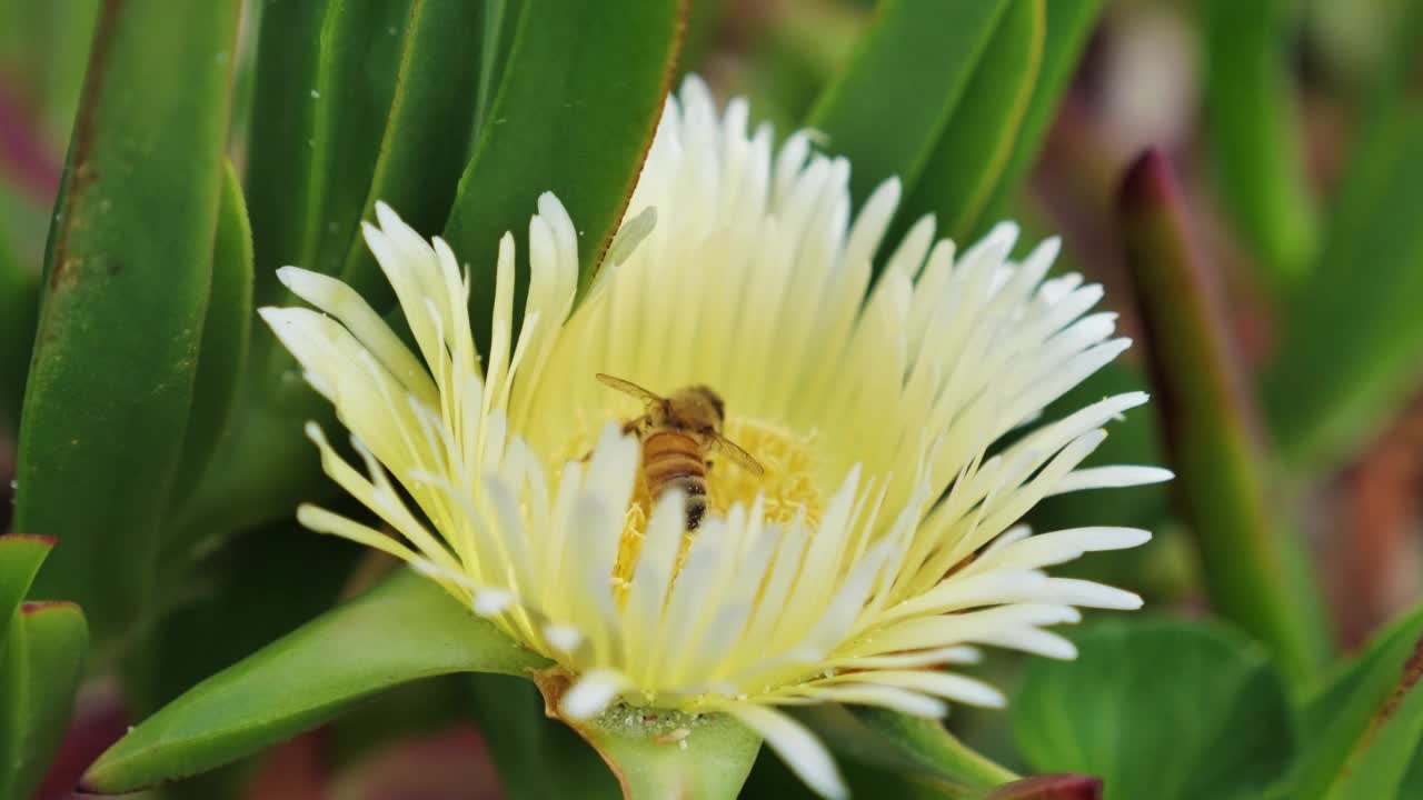 蜜蜂从花上采集花粉视频素材