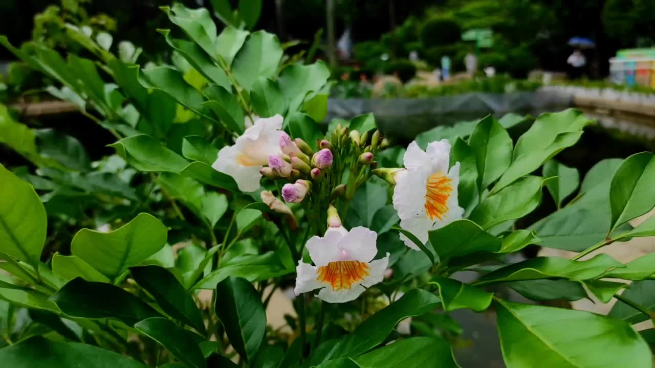 双佩尔塔花在风中飘扬视频素材